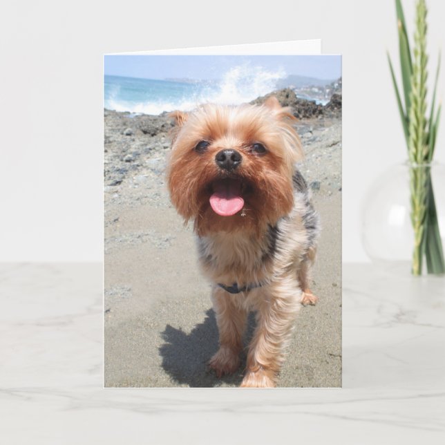 Cartão yorkie sente sua falta (Frente)
