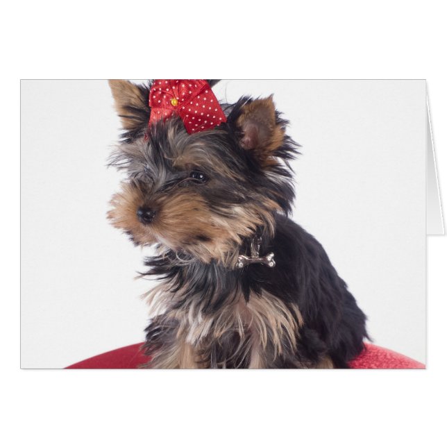 Cartão yorkshire (Frente Horizontal)