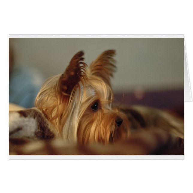 Cartão Yorkshire Terrier (Frente Horizontal)
