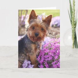 Cartão Yorkshire Terrier