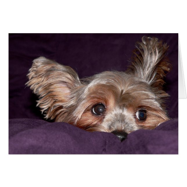 Cartão Yorkshire Terrier (Frente Horizontal)