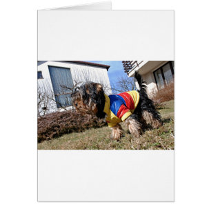 Cartão Yorkshire Terrier Dog