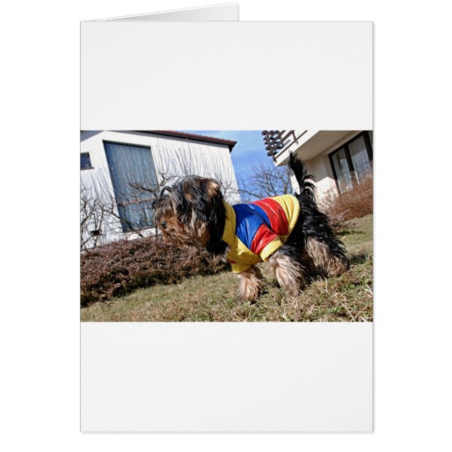 Cartão Yorkshire Terrier Dog (Frente)