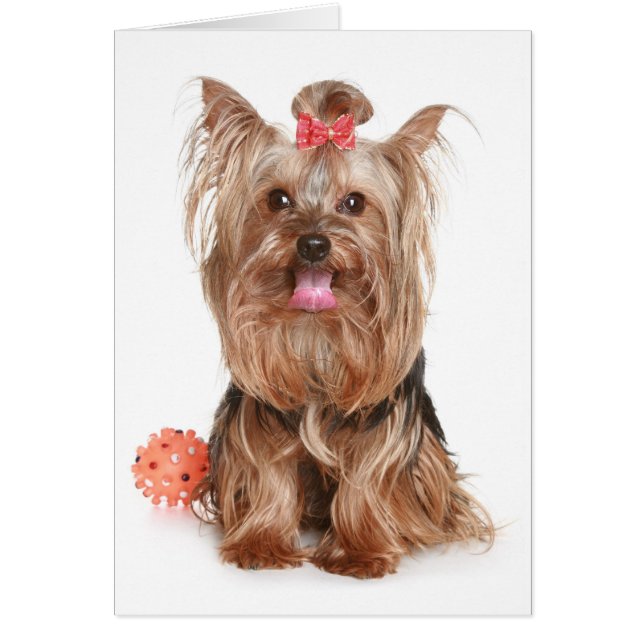 Cartão Yorkshire Terrier Puppy Dog Vazio Card (Frente)