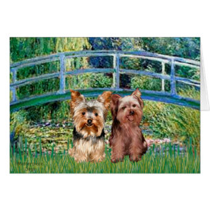 Cartão Yorkshire Terriers (17-18) - Ponte