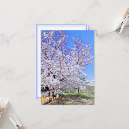 Cartão Yoshino Cherry: Flat Card カード