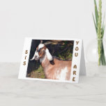CARTÃO YOUNG AT HEART SISTER FOR YOUR BIRTHDAY<br><div class="desc">THIS GOAT WILL BE SURE TO LET "YOUR SISTER" KNOW HOW "YOUNG AT HEART" YOU KNOW SHE IS AND WILL LOVE YOU EVEN MORE FOR SENDING THIS CARD ON HER VERY SPECIAL DAY!</div>