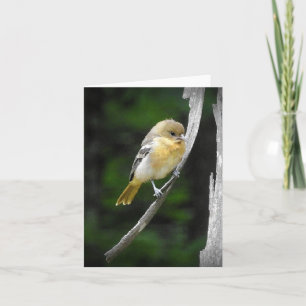 Cartão Young Baltimore Oriole blank inside