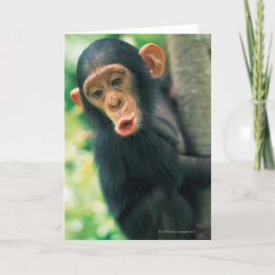 Cartão Young Chimpanzee (Pan troglodytes)