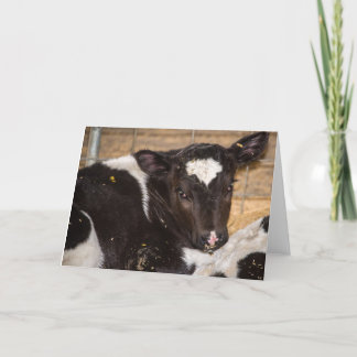 Cartão young cow blank greeting card