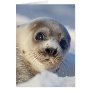 Cartão Young Harp Seal