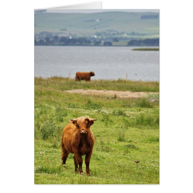 Cartão Young Highland Cow by Scottish Loch (Frente)