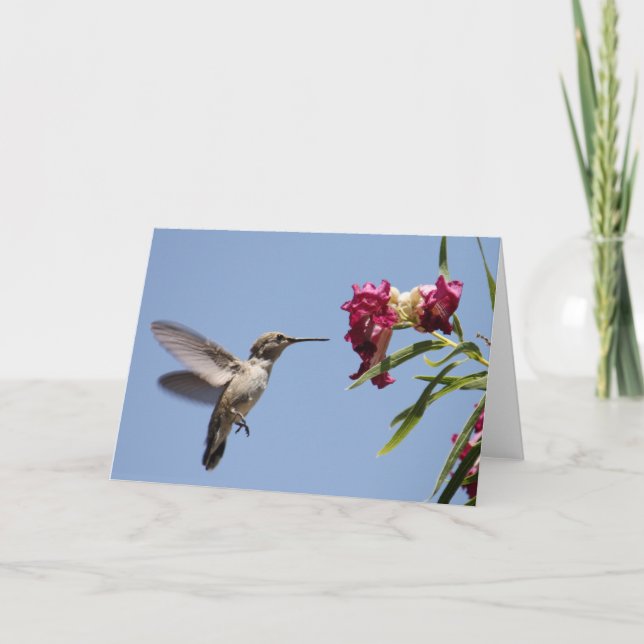 Cartão Young Hummer Greeting Card (Frente)