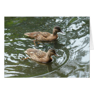 Cartão Young Mallard Ducks