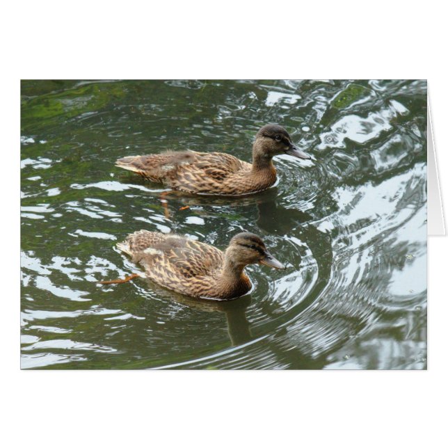 Cartão Young Mallard Ducks (Frente Horizontal)