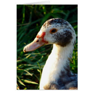 Cartão Young Muscovy Hen Duck