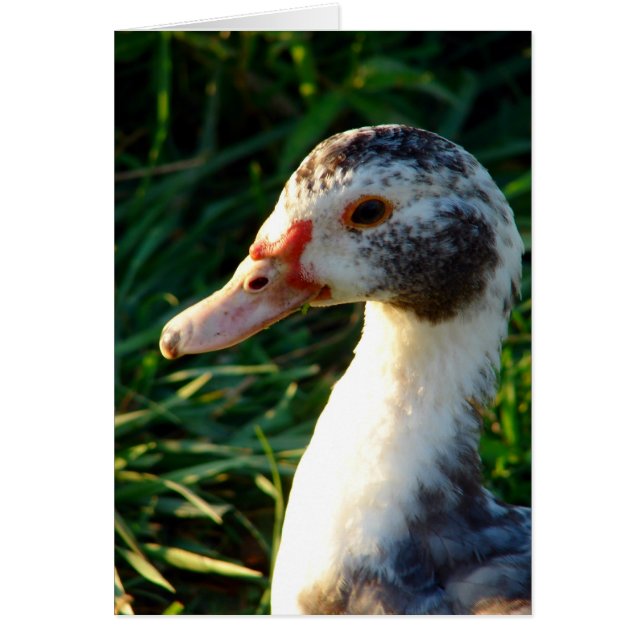Cartão Young Muscovy Hen Duck (Frente)