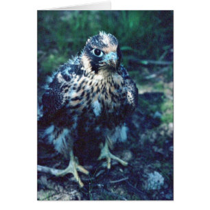 Cartão Young Peregrine