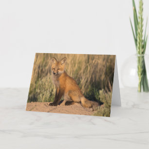 Cartão Young Red Fox at Golden Hour