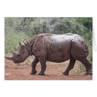 Cartão Young Rhino