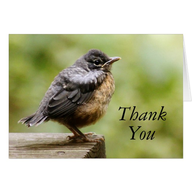 Cartão Young Robin (Frente Horizontal)