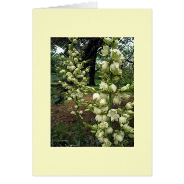 Cartão Yucca (Frente)