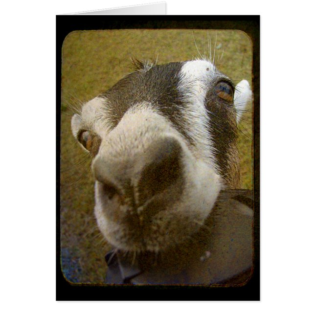 Cartão Yum da câmera! (Frente)