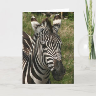 Cartão zebra