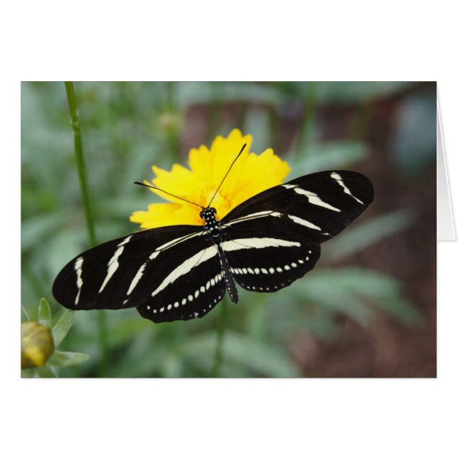 Cartão Zebra Butterfly (Frente horizontal)