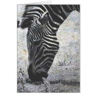 Zebra Crackle