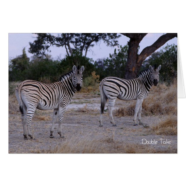 Cartão Zebra Double Take Foto (Frente horizontal)