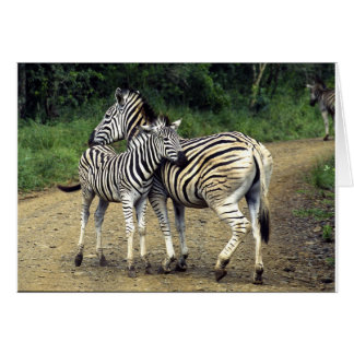 Cartão zebra e bebê