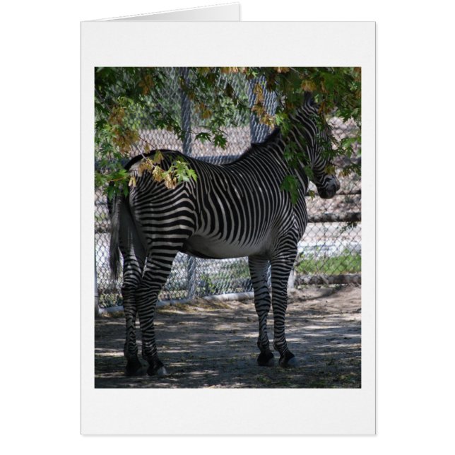 Cartão Zebra Love (Frente)