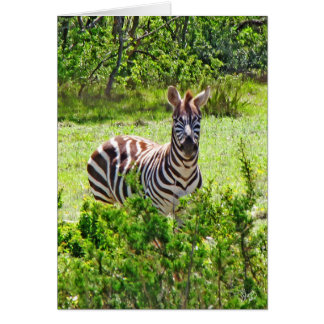 Cartão Zebra na angra Rd de Yeager, Johnson City, TX