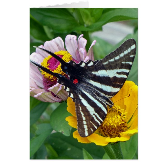 Cartão Zebra Swallowtail+Besouro Japonês (Frente)