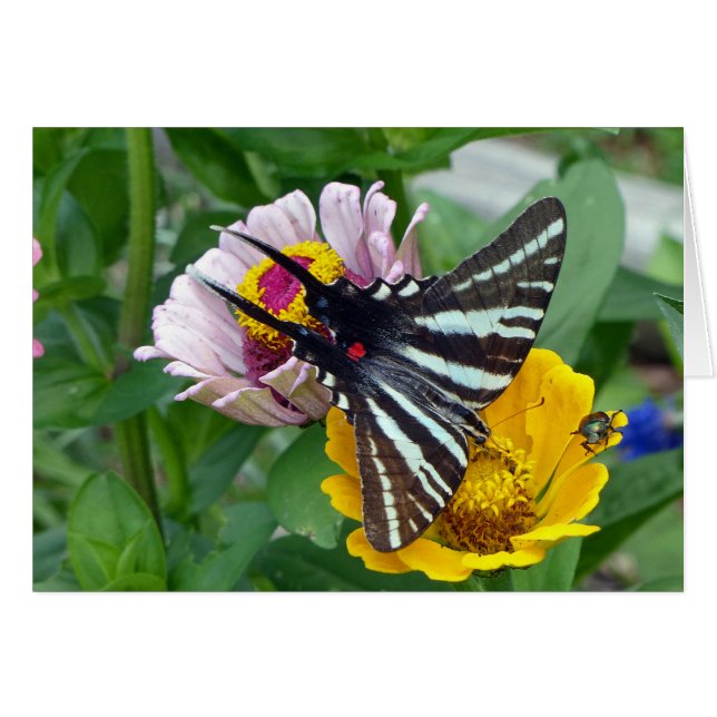 Cartão Zebra Swallowtail+Japanese Beetle (Frente Horizontal)