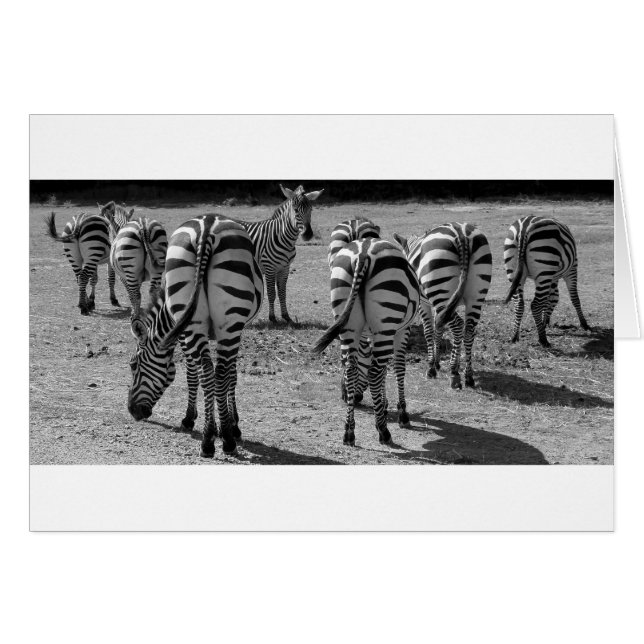 Cartão Zebras (Frente Horizontal)