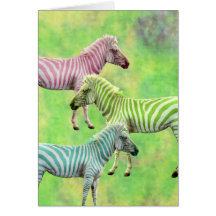 Zebras coloridas