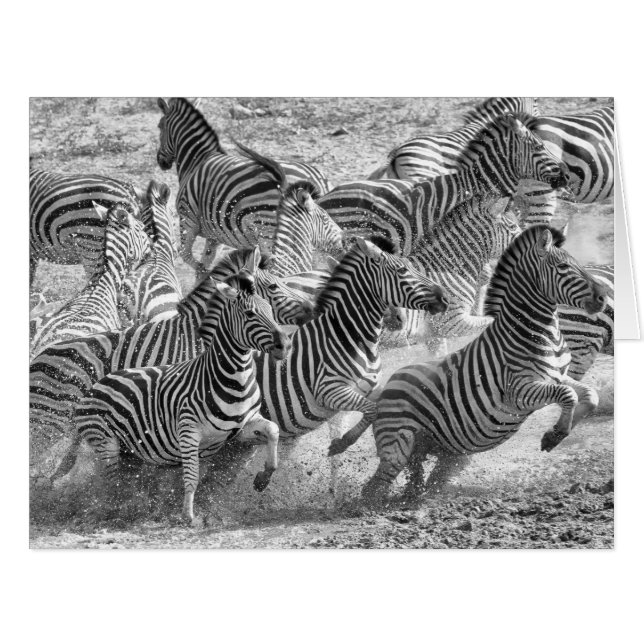 Cartão Zebras correndo (Frente horizontal)