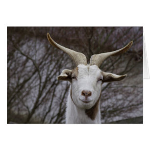 Cartão Ziegenbock