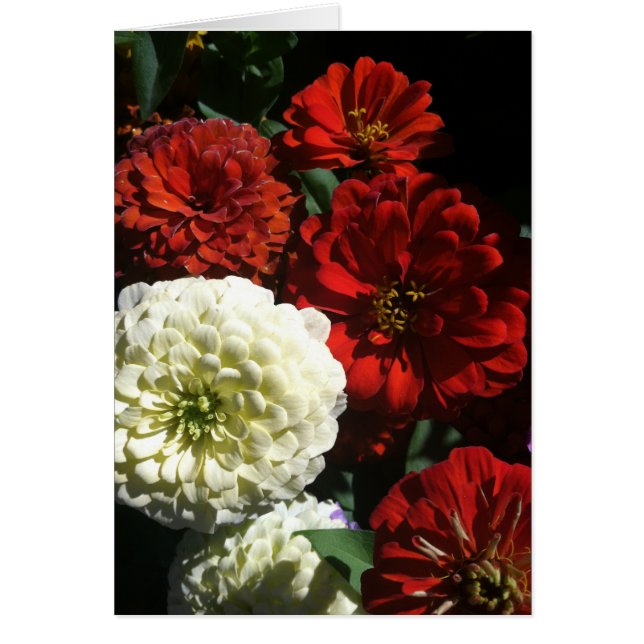 Cartão Zin Zen (Frente)