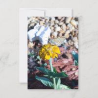 Zínia Amarela Floral com Fotografia de Mariposa