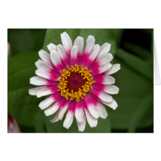 Cartão Zinnia