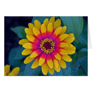 Cartão Zinnia