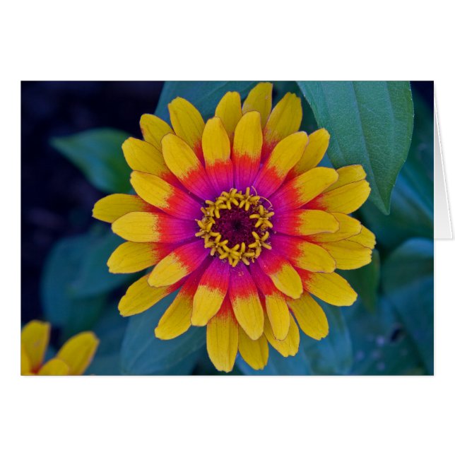 Cartão Zinnia (Frente horizontal)