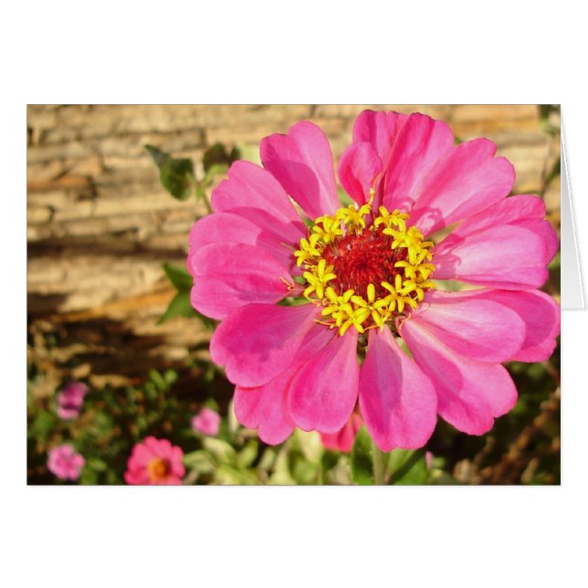 Cartão Zinnia Brilhante (placa horizontal) (Frente horizontal)