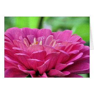 Cartão Zinnia Rosa