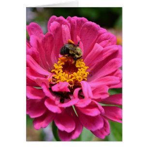 Cartão Zinnia rosa e abelha-lombo