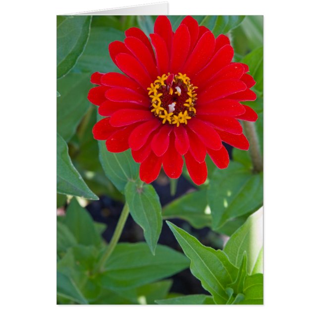 Cartão Zinnia vermelho 2 (Frente)