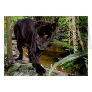 Cartão Zoológico da Cidade de Belize. Pantera negra